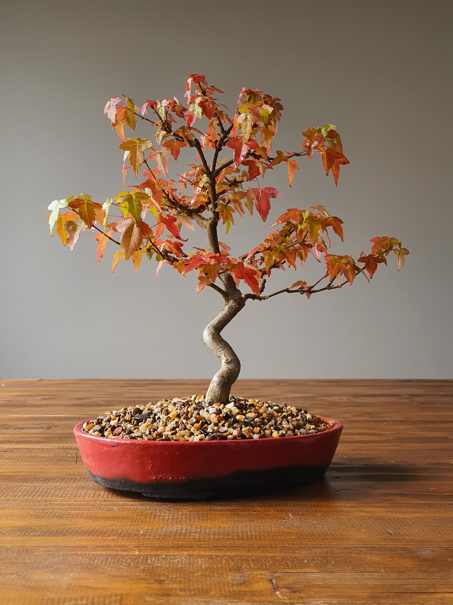 Trident Maple Bonsai with handmade pot