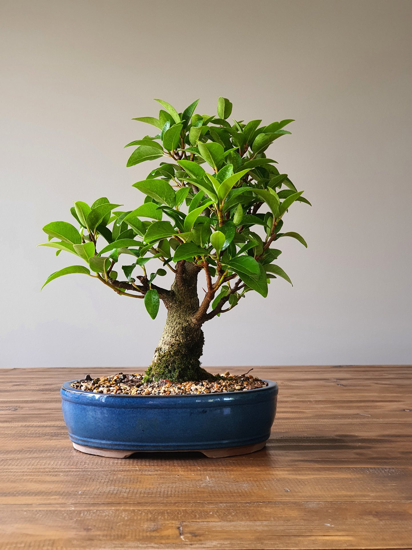 Ficus Rubiginosa (Port Jackson Fig)  Bonsai #001