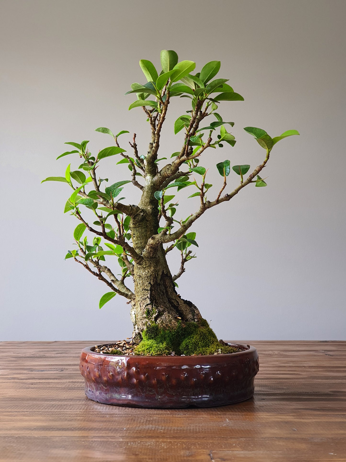 Twin Trunk Ficus Rubiginosa (Port Jackson Fig)  Bonsai