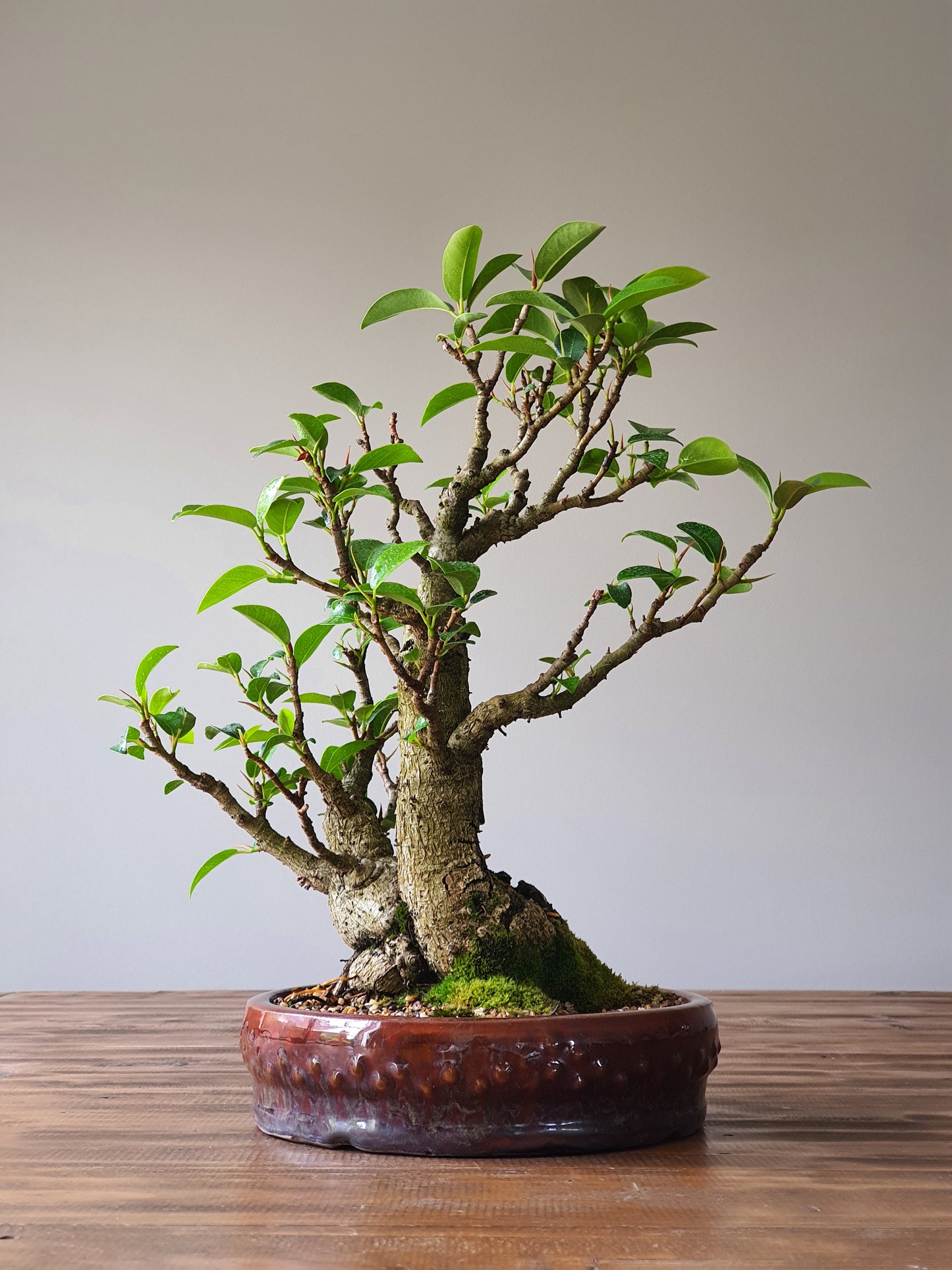Twin Trunk Ficus Rubiginosa (Port Jackson Fig)  Bonsai