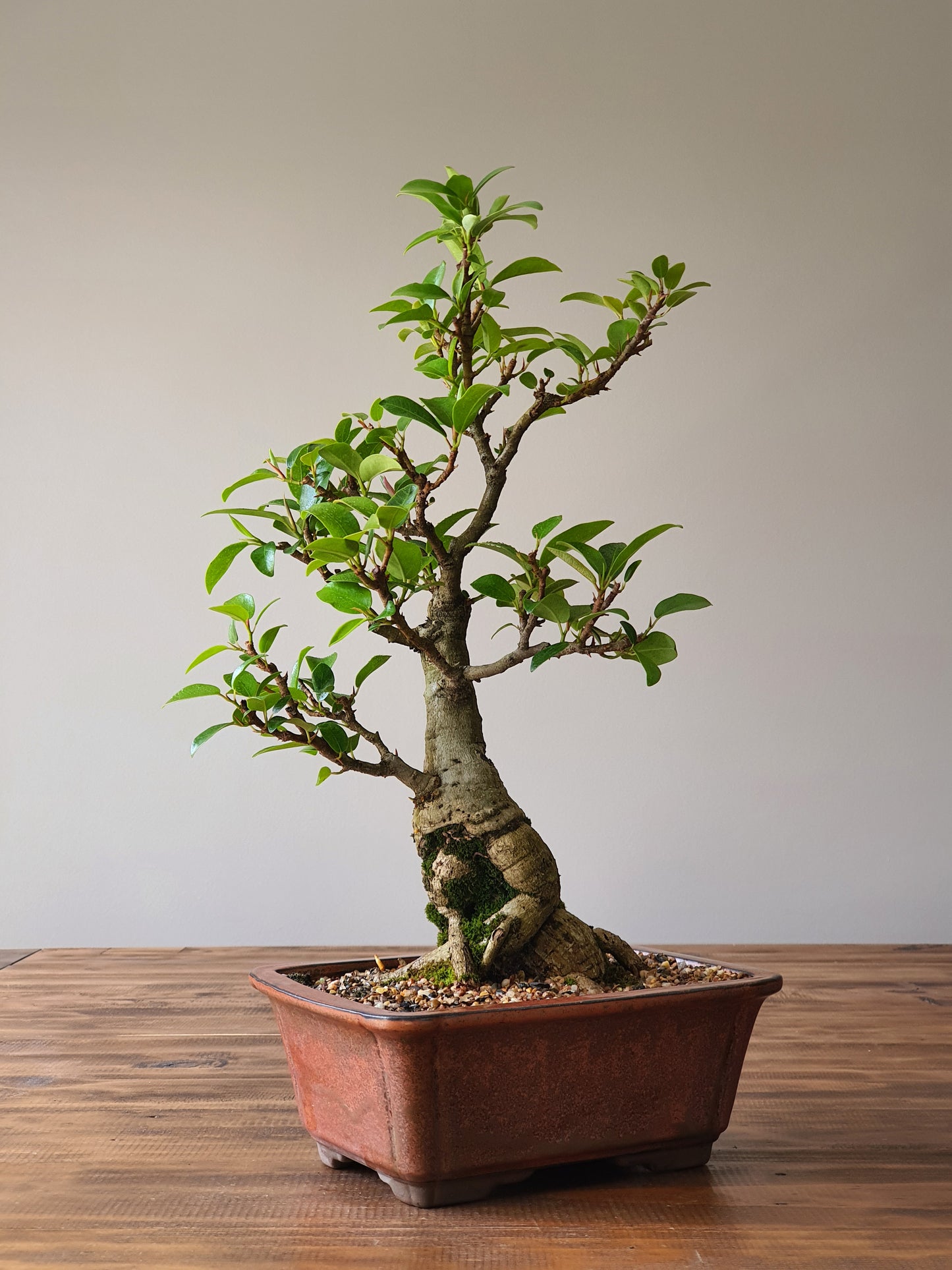 Ficus Rubiginosa (Port Jackson Fig)  Bonsai #002