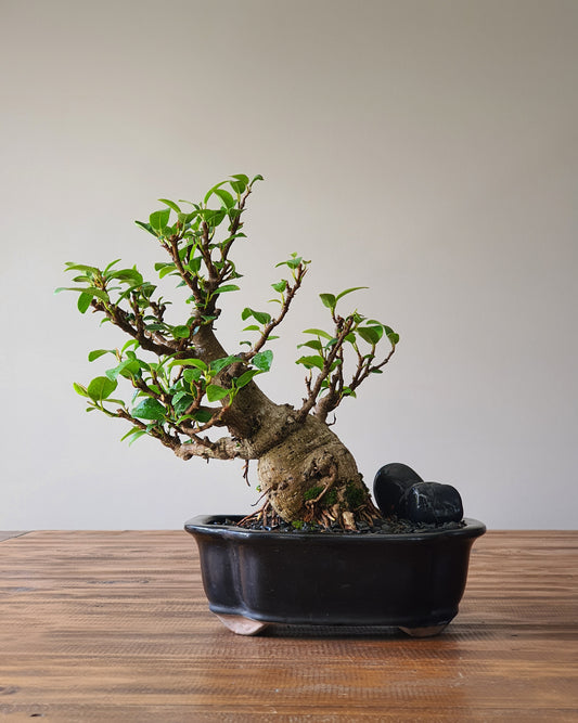 Ficus Rubiginosa (Port Jackson Fig)  Bonsai #003