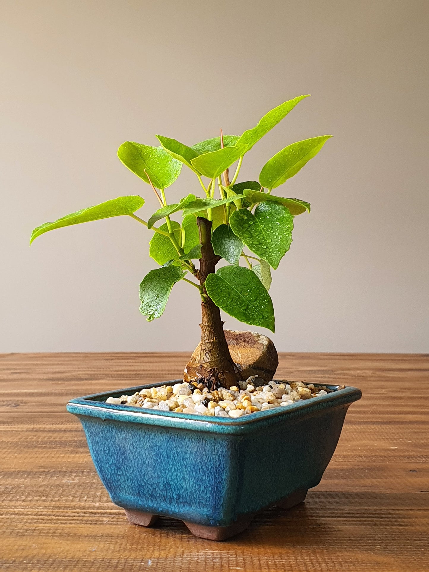Ficus Rubiginosa (Port Jackson Fig)  Bonsai #006