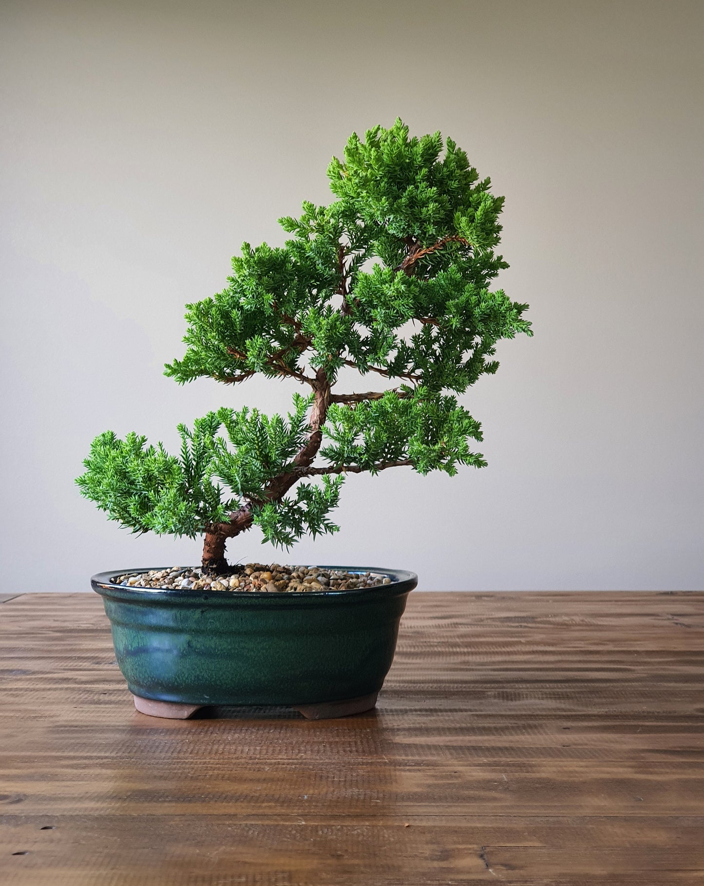 Juniper Bonsai #005