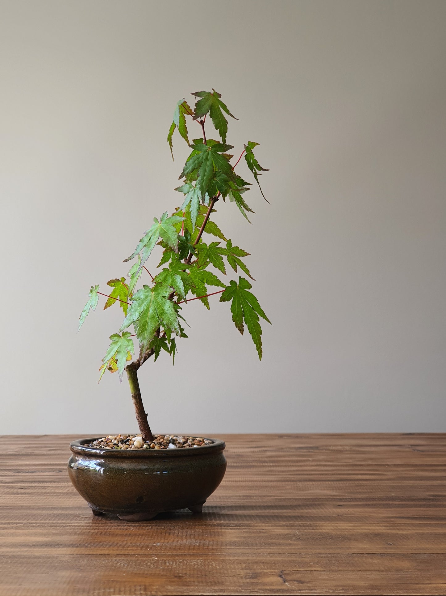 Japanese Maple Bonsai