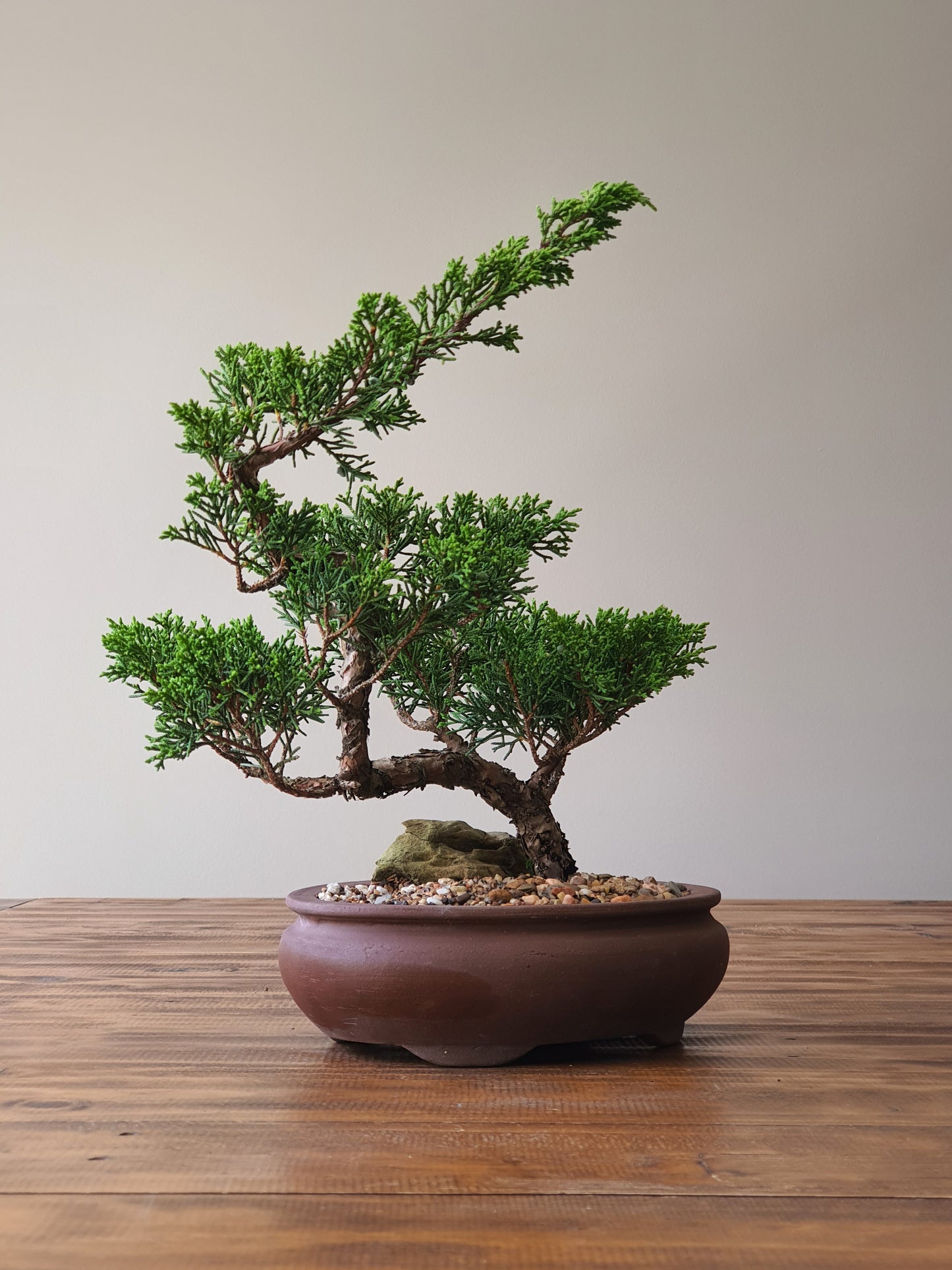 Shimpaku Juniper Bonsai