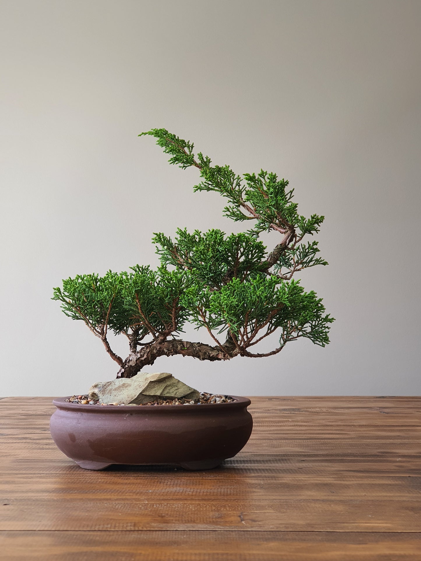 Shimpaku Juniper Bonsai