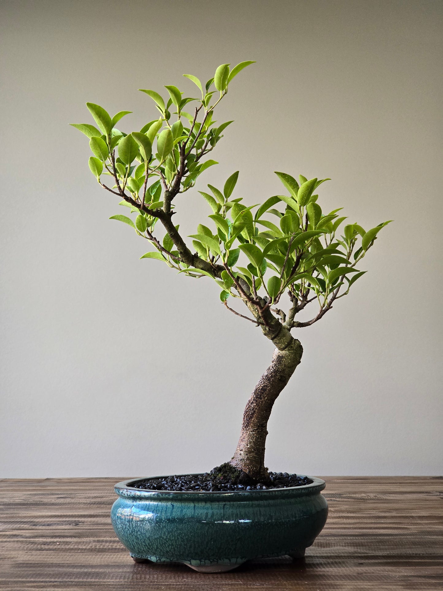 Ficus Rubiginosa (Port Jackson Fig)  Bonsai #06