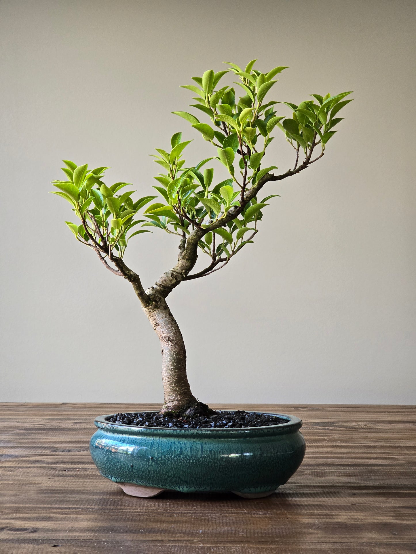 Ficus Rubiginosa (Port Jackson Fig)  Bonsai #06