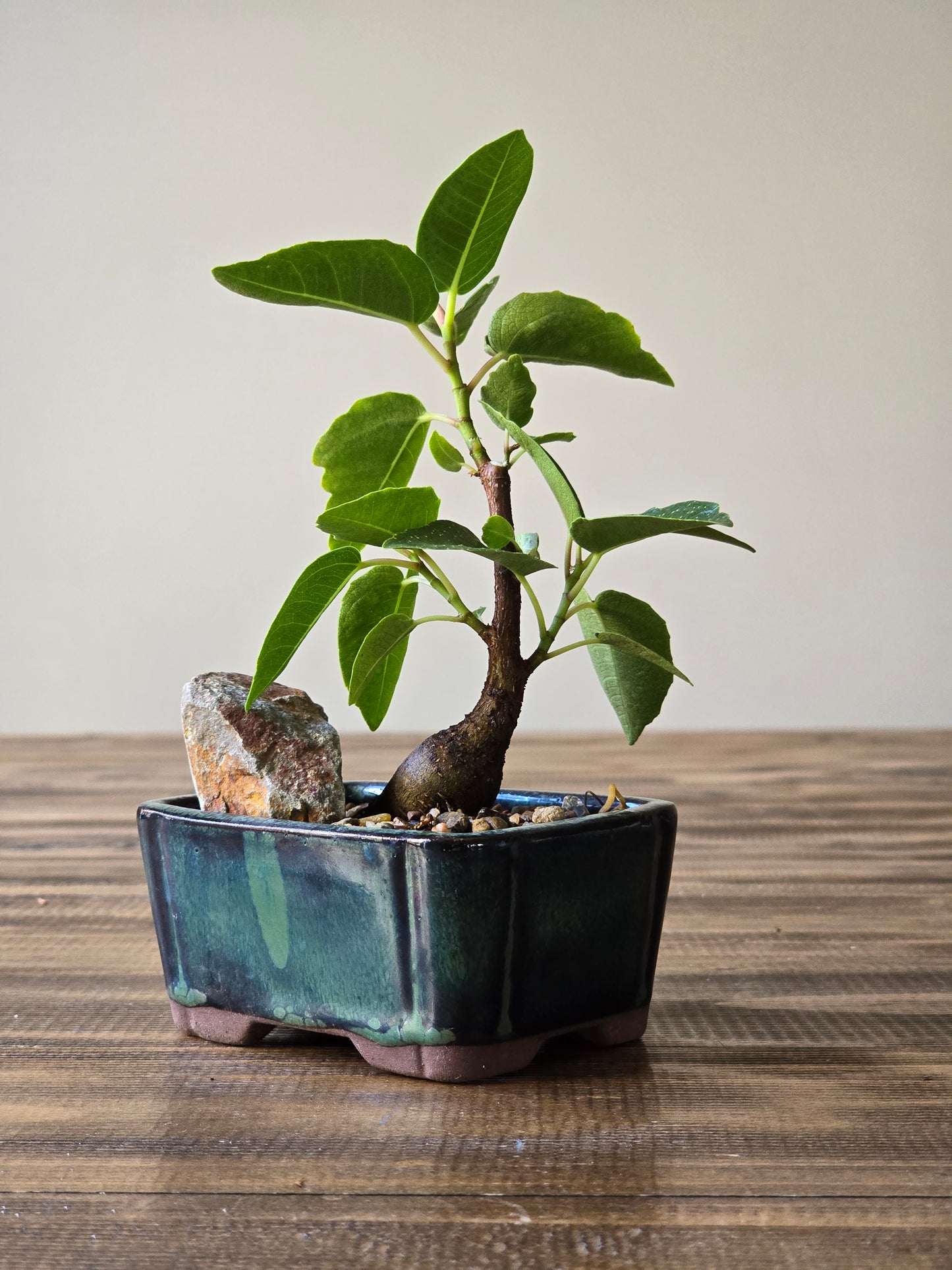 Ficus Rubiginosa (Port Jackson Fig)  Bonsai #008