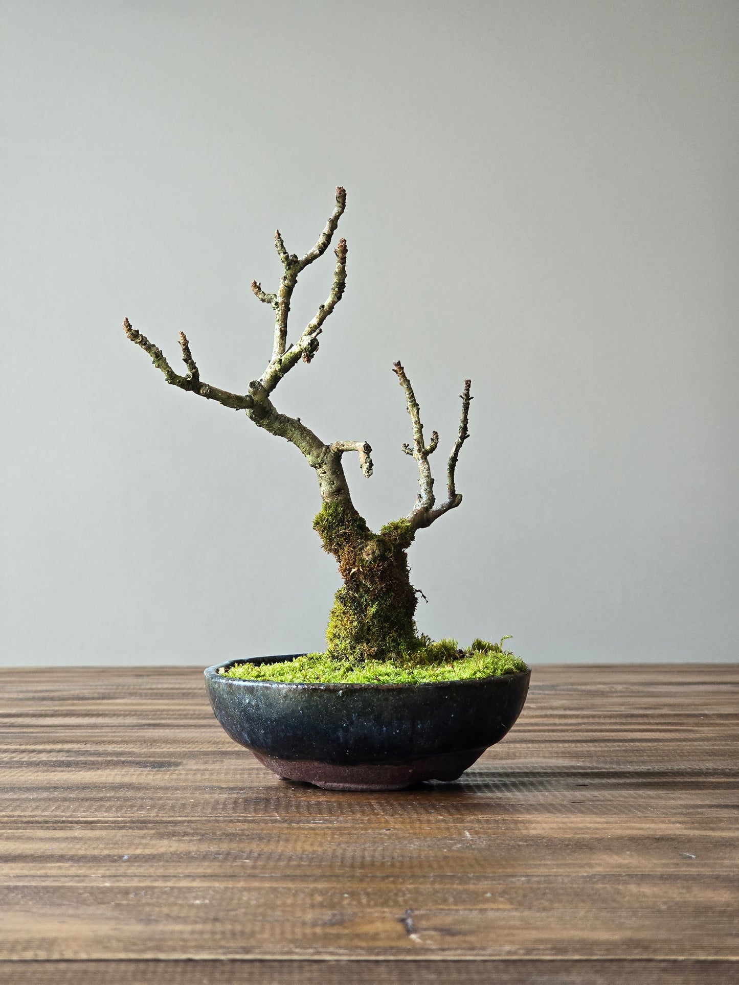 Desert Ash Bonsai with handmade pot #01