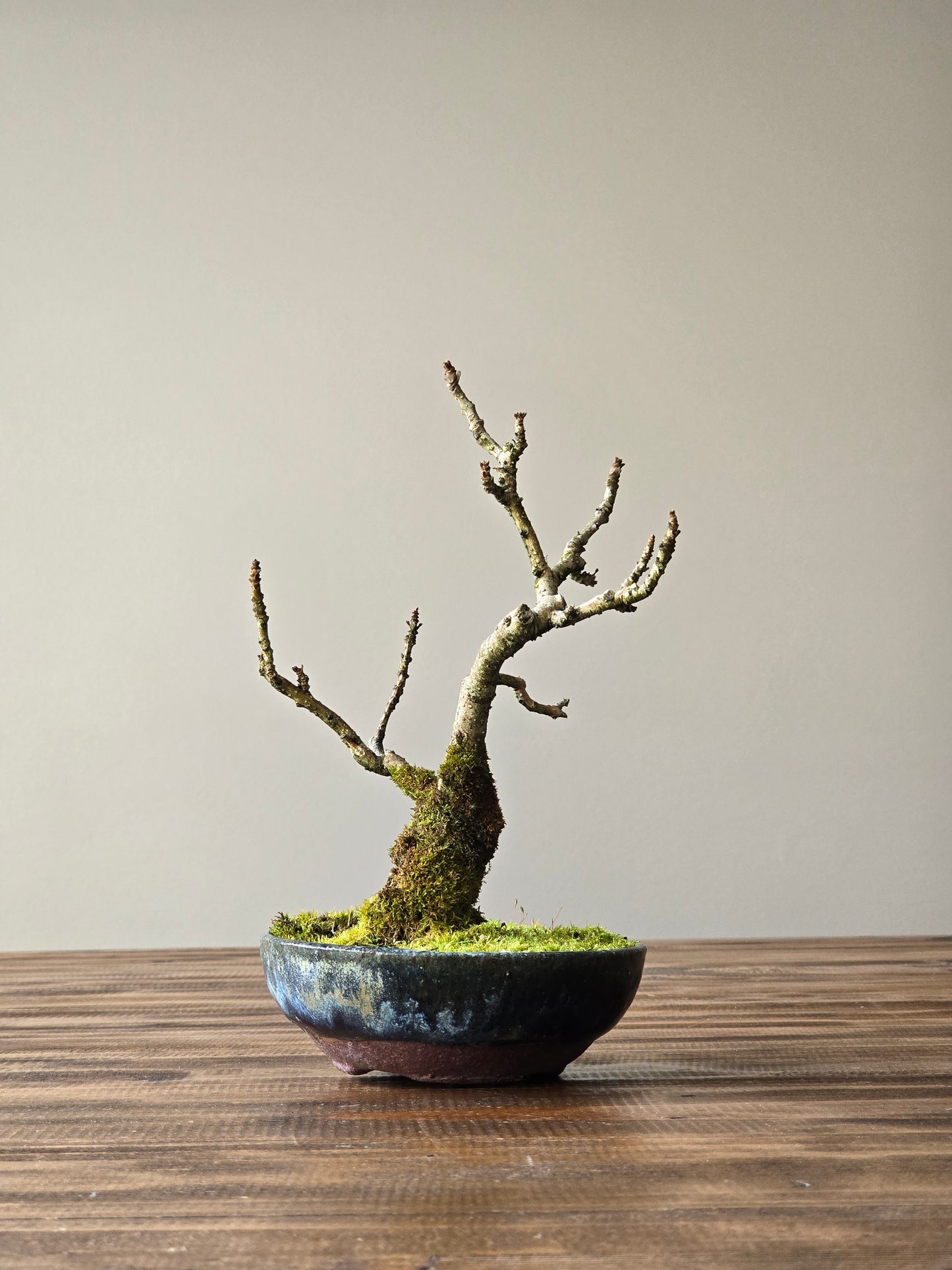 Desert Ash Bonsai with handmade pot #01