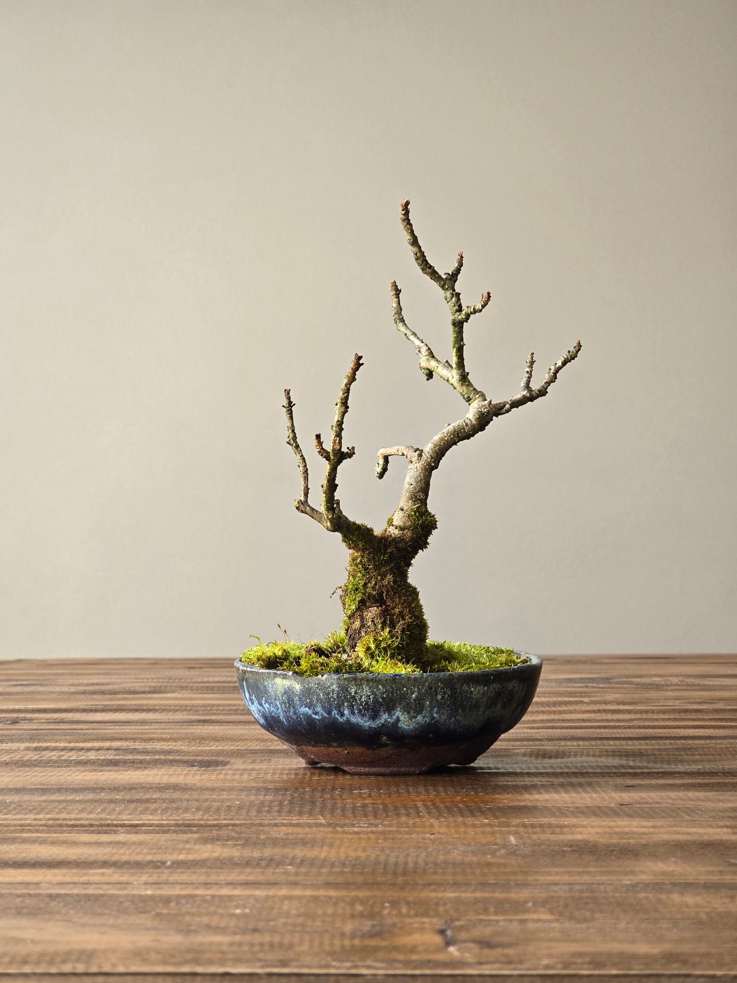 Desert Ash Bonsai with handmade pot #01