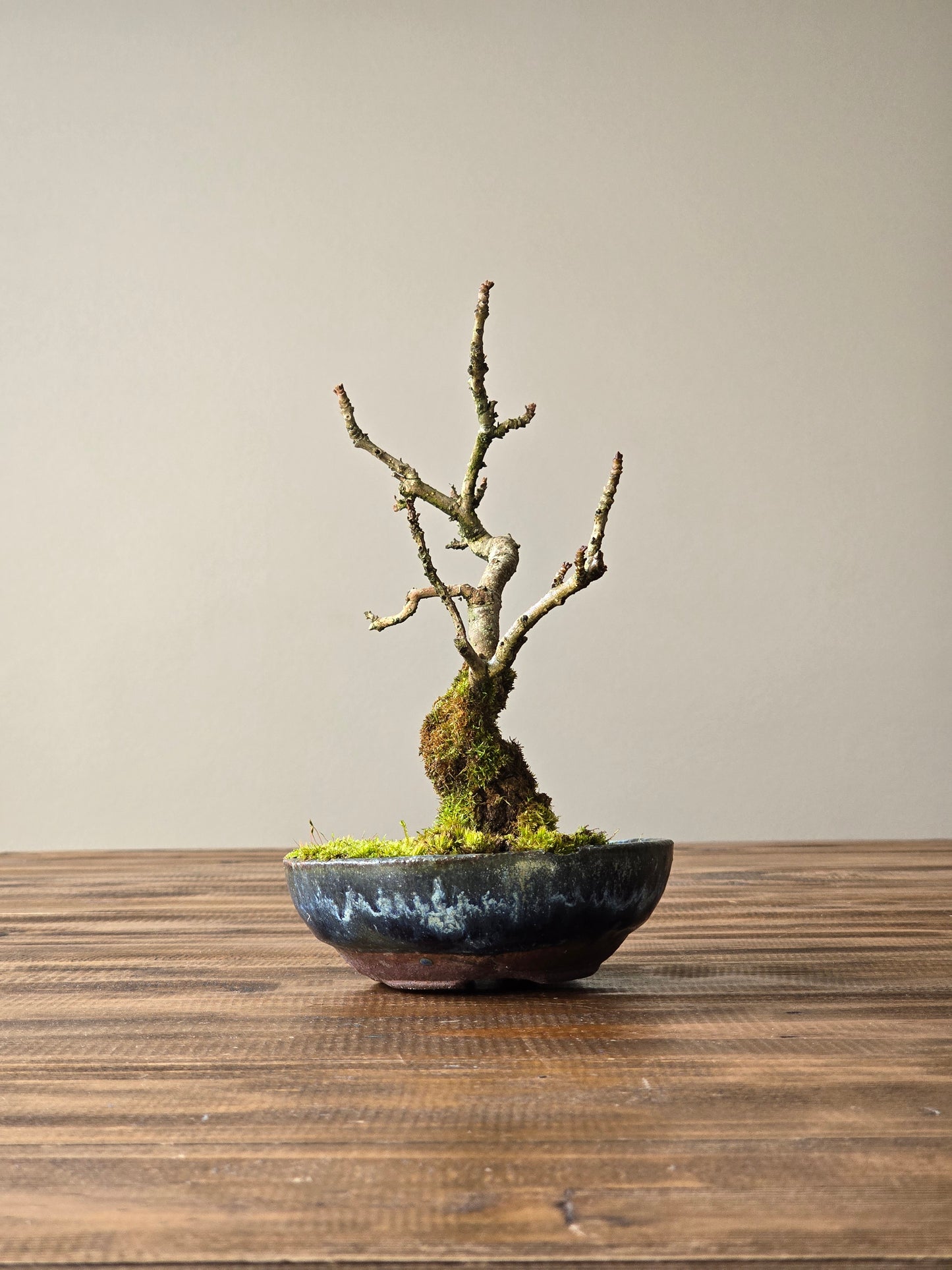 Desert Ash Bonsai with handmade pot #01