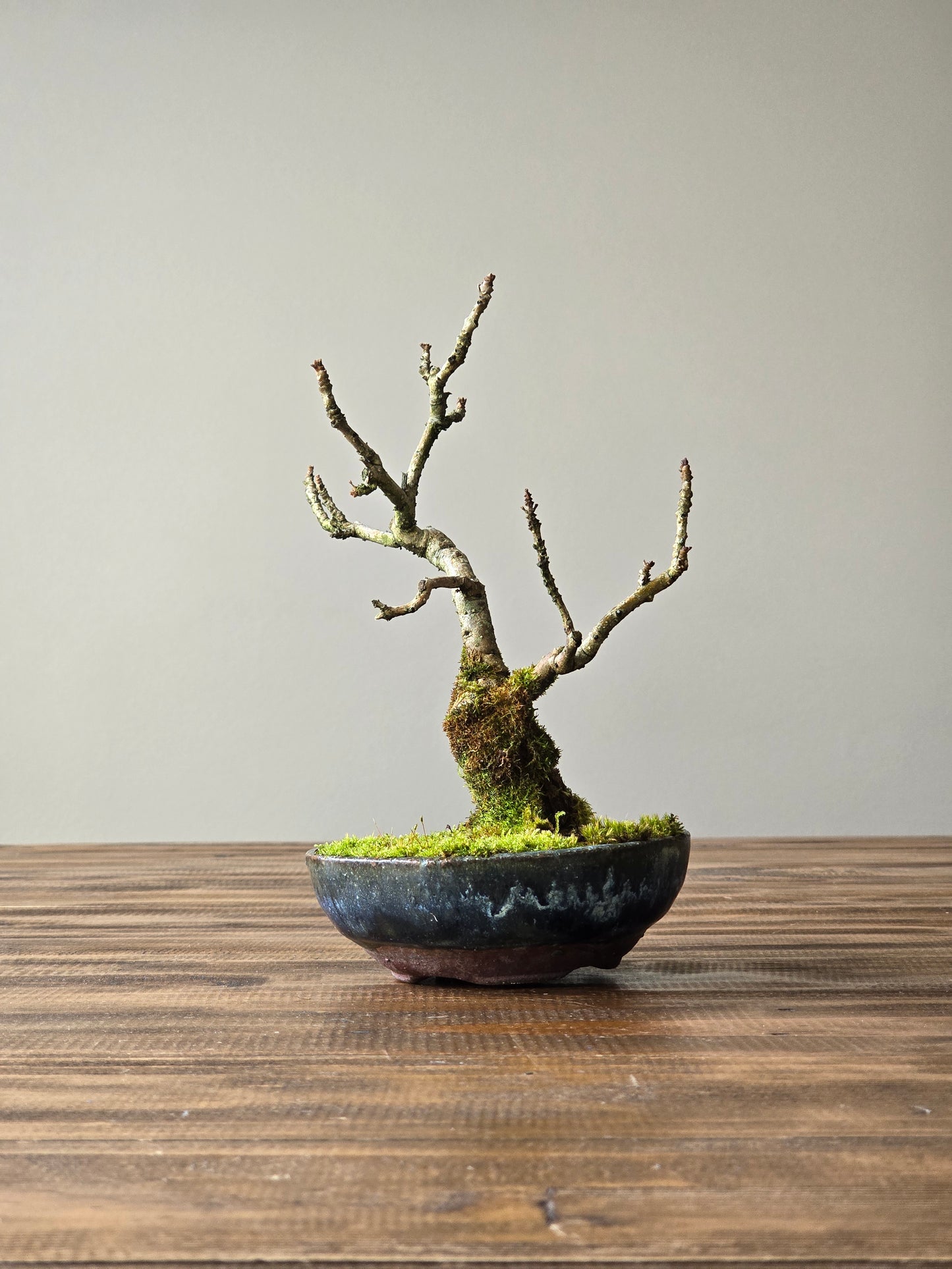 Desert Ash Bonsai with handmade pot #01