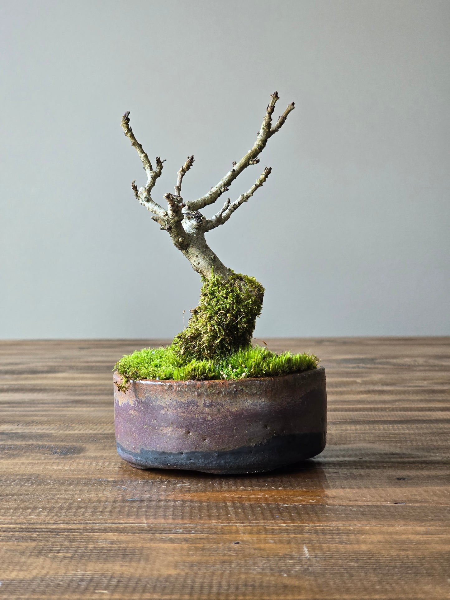 Desert Ash Bonsai with handmade pot #02