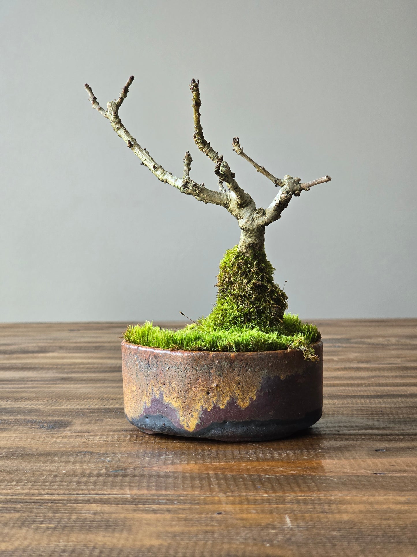 Desert Ash Bonsai with handmade pot #02