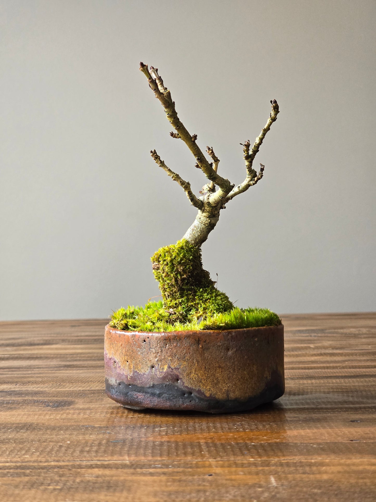 Desert Ash Bonsai with handmade pot #02