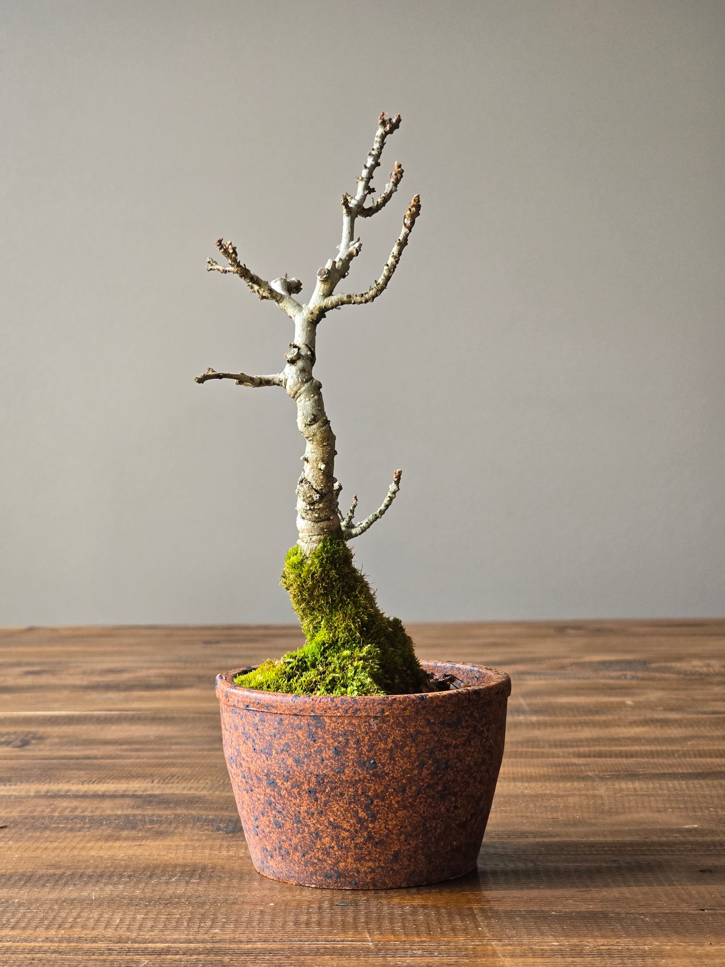 Desert Ash Bonsai with handmade Japanese pot