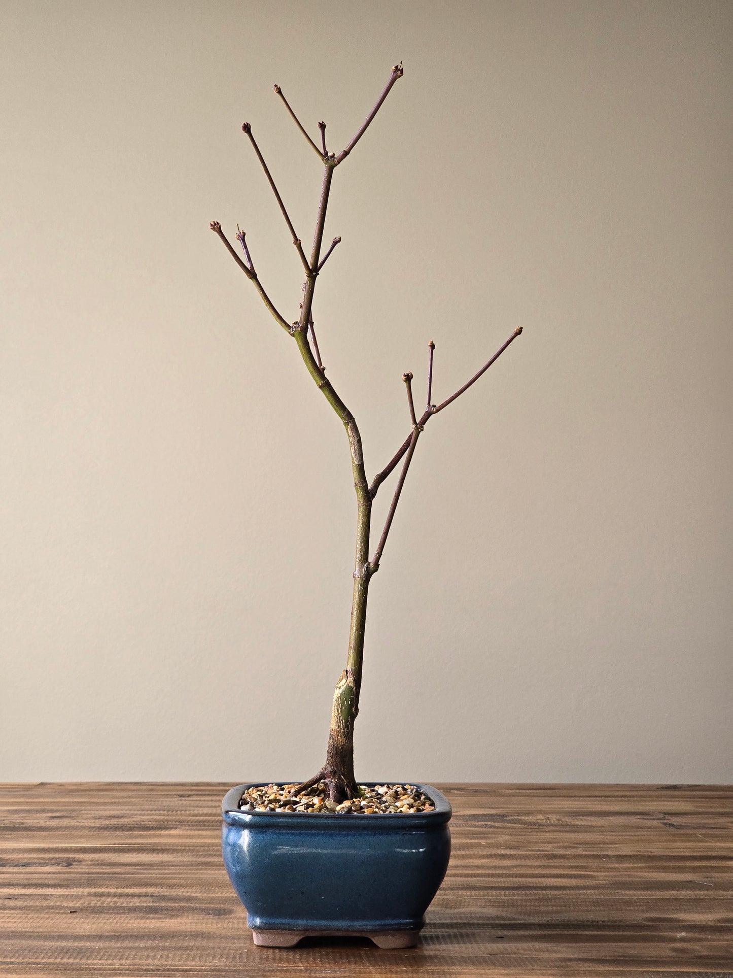 Rainbow Sister Japanese Maple Bonsai