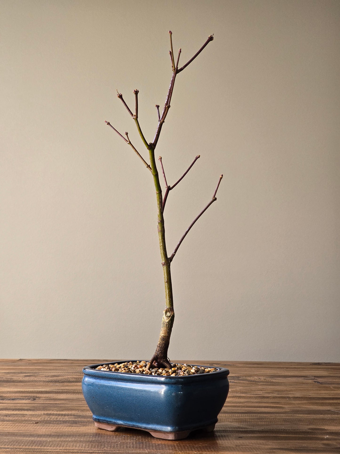 Rainbow Sister Japanese Maple Bonsai