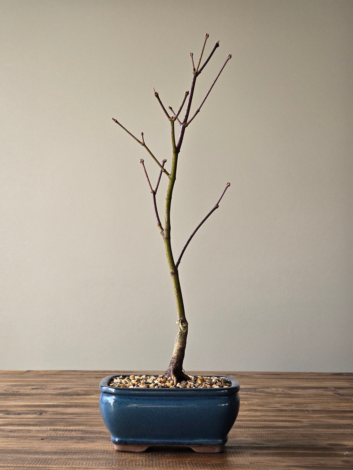 Rainbow Sister Japanese Maple Bonsai