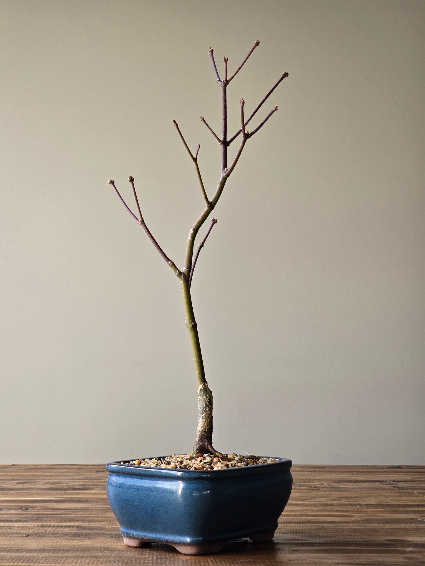 Rainbow Sister Japanese Maple Bonsai