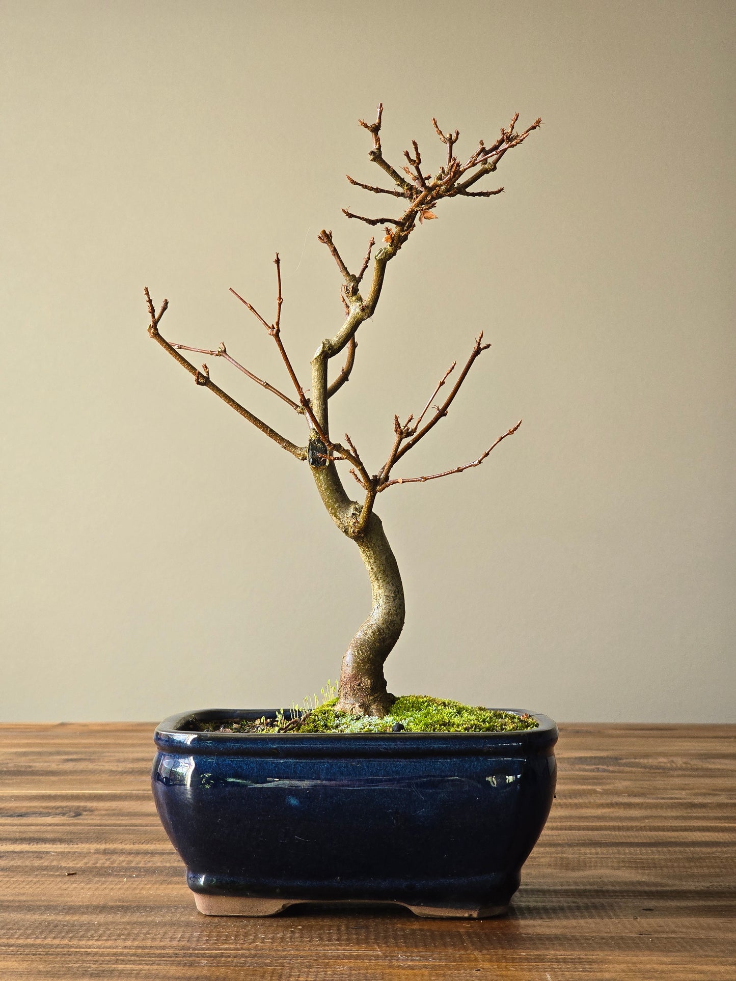 Trident Maple Bonsai #001