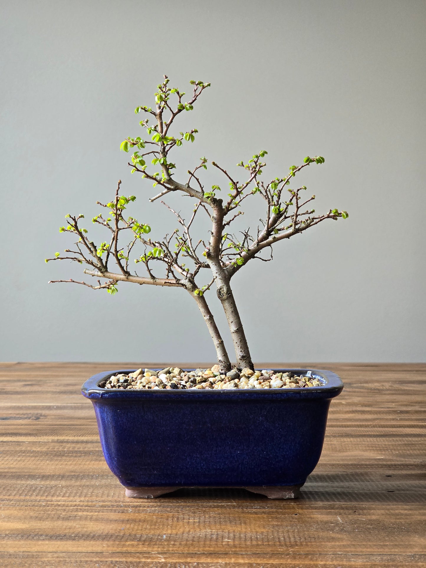 Chinese Elm Bonsai #010