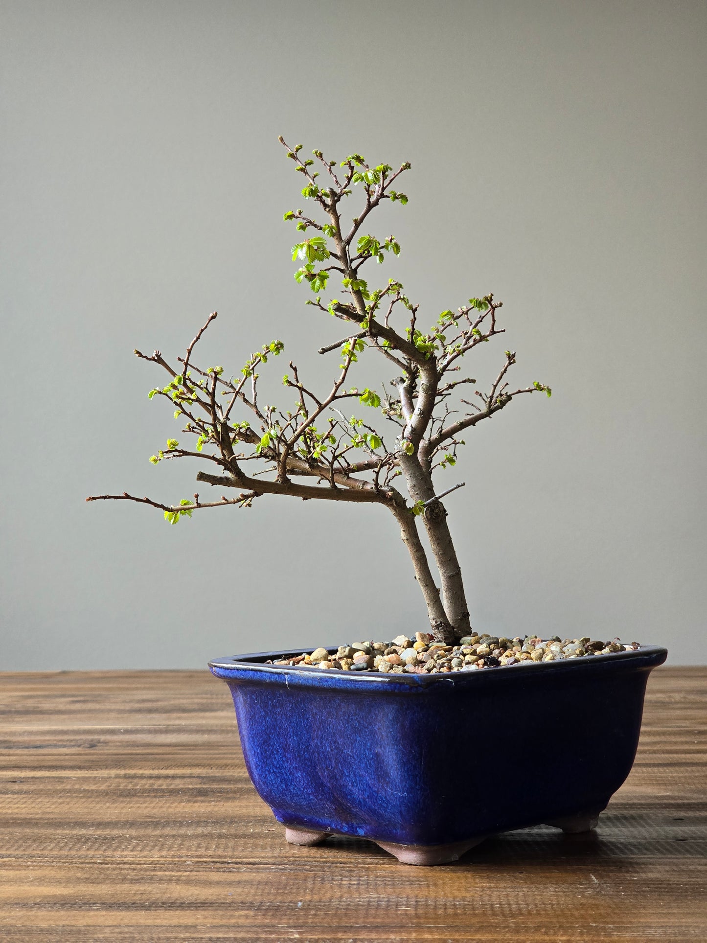 Chinese Elm Bonsai #010