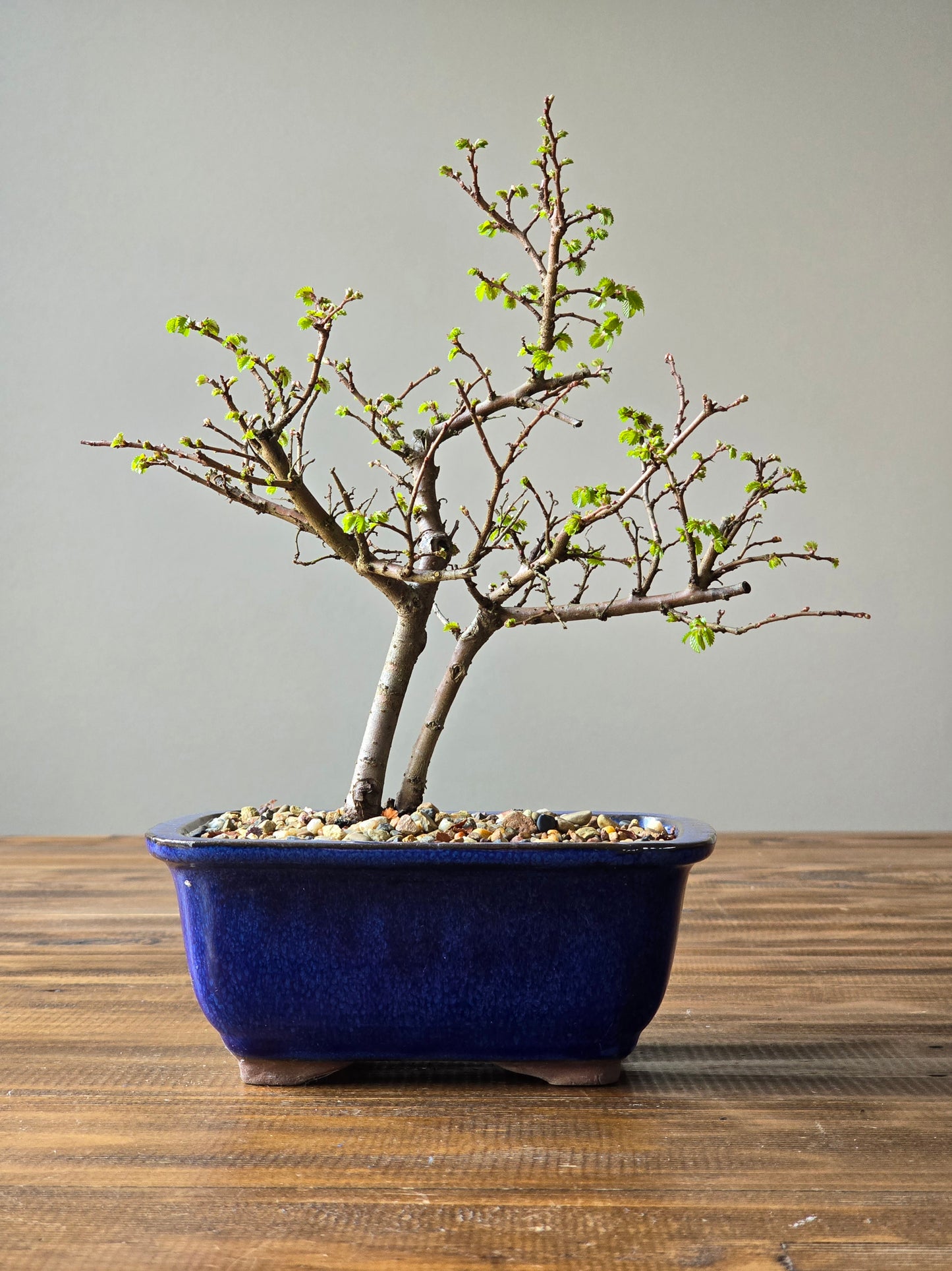 Chinese Elm Bonsai #010