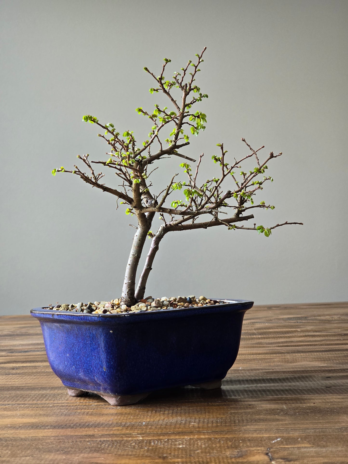 Chinese Elm Bonsai #010