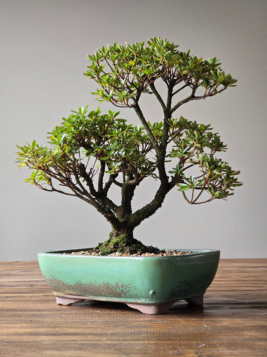 Azalea Bonsai