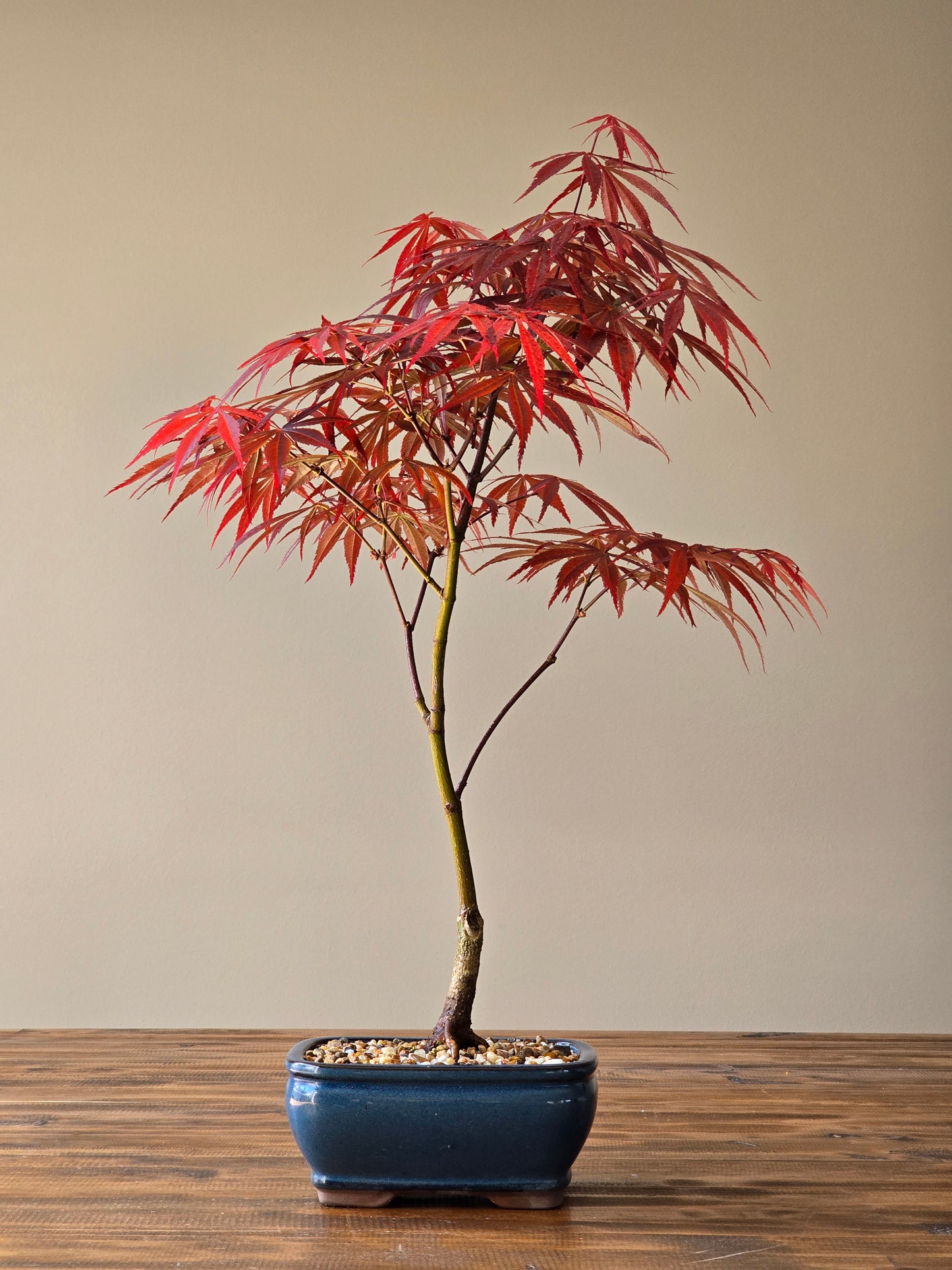 Rainbow Sister Japanese Maple Bonsai