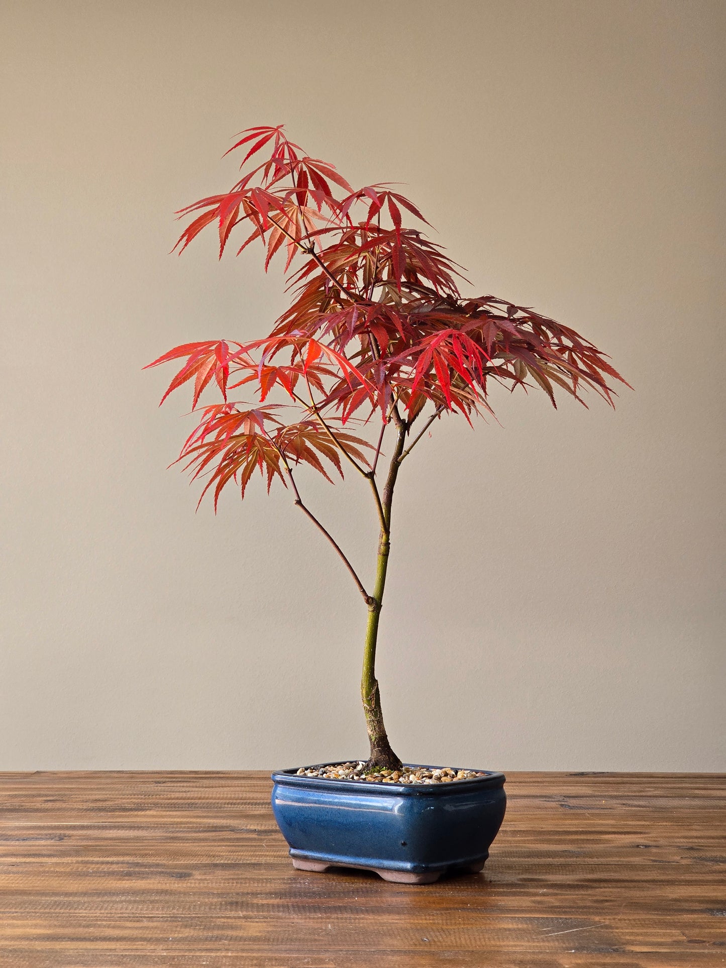 Rainbow Sister Japanese Maple Bonsai