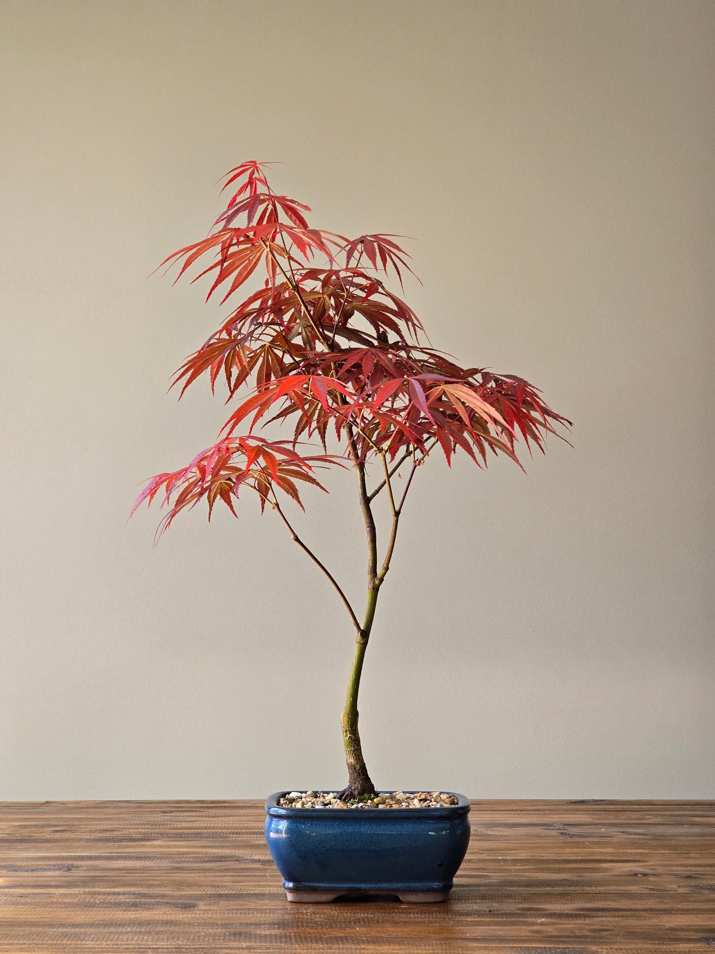 Rainbow Sister Japanese Maple Bonsai