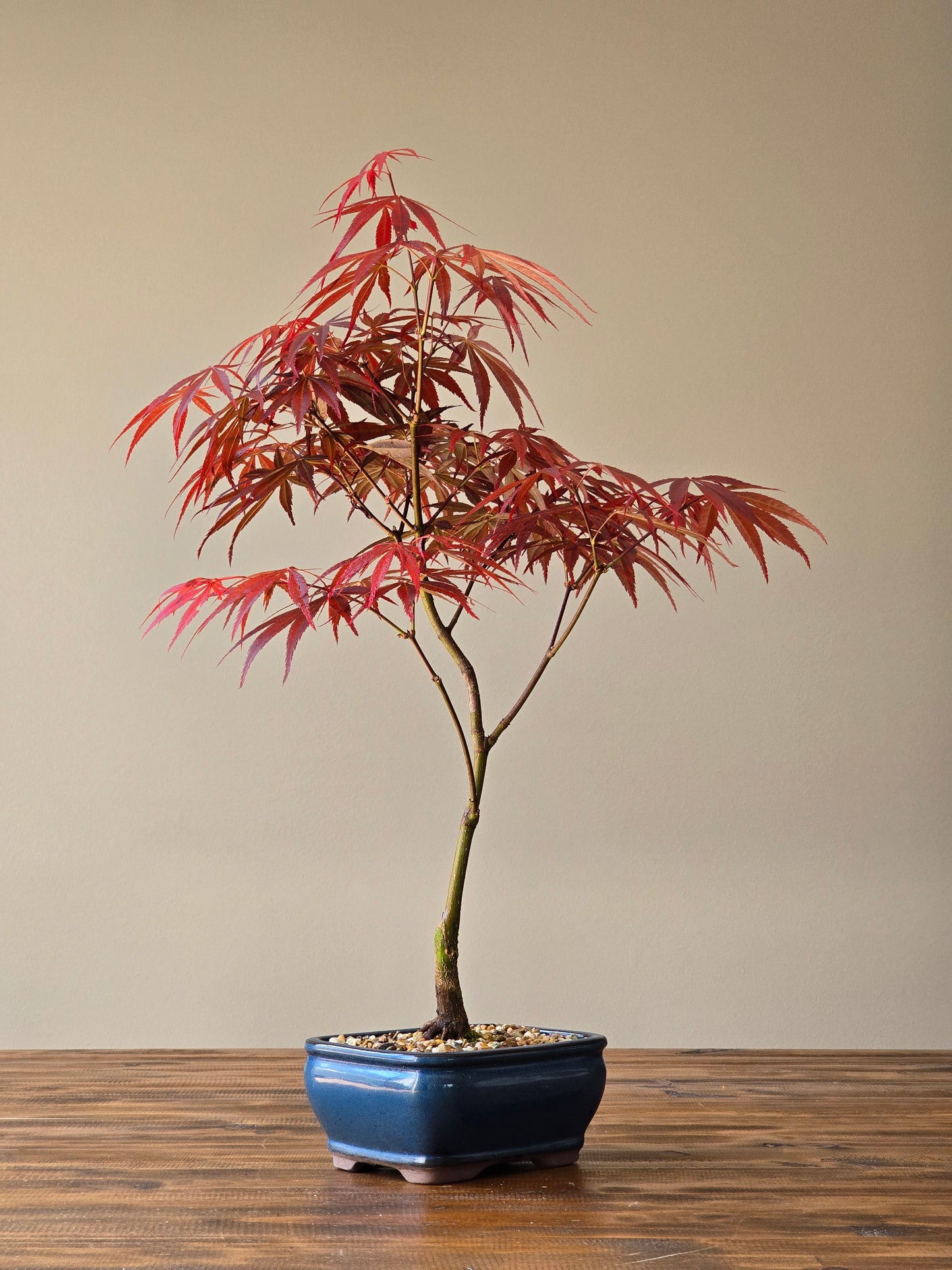 Rainbow Sister Japanese Maple Bonsai