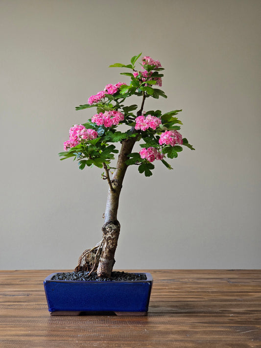 Japanese Hawthorn Bonsai 2