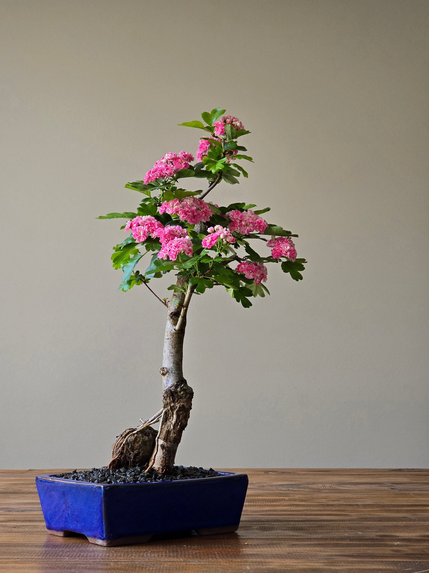 Japanese Hawthorn Bonsai 2