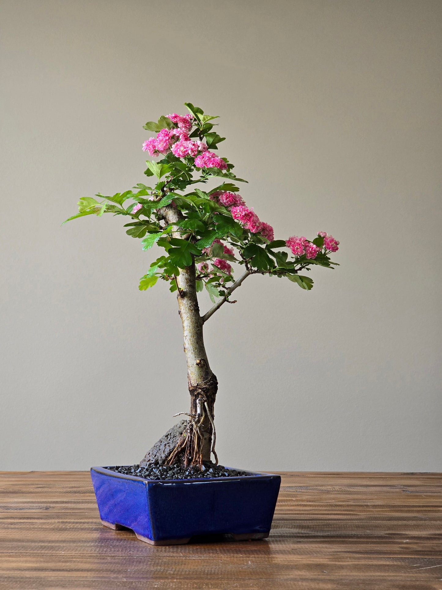 Japanese Hawthorn Bonsai 2