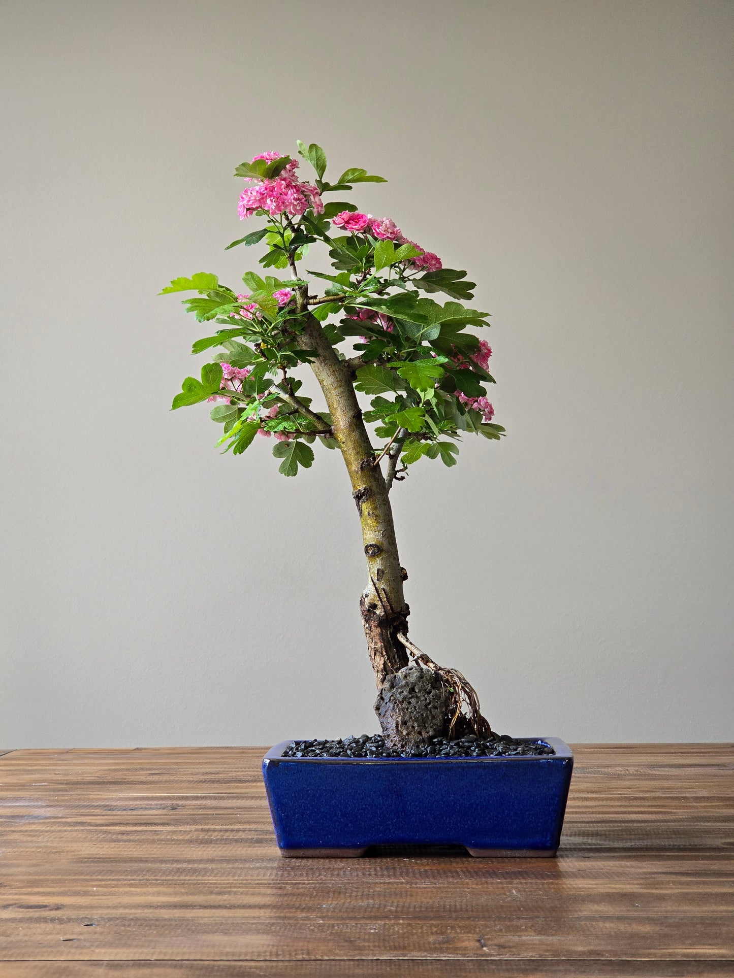 Japanese Hawthorn Bonsai 2