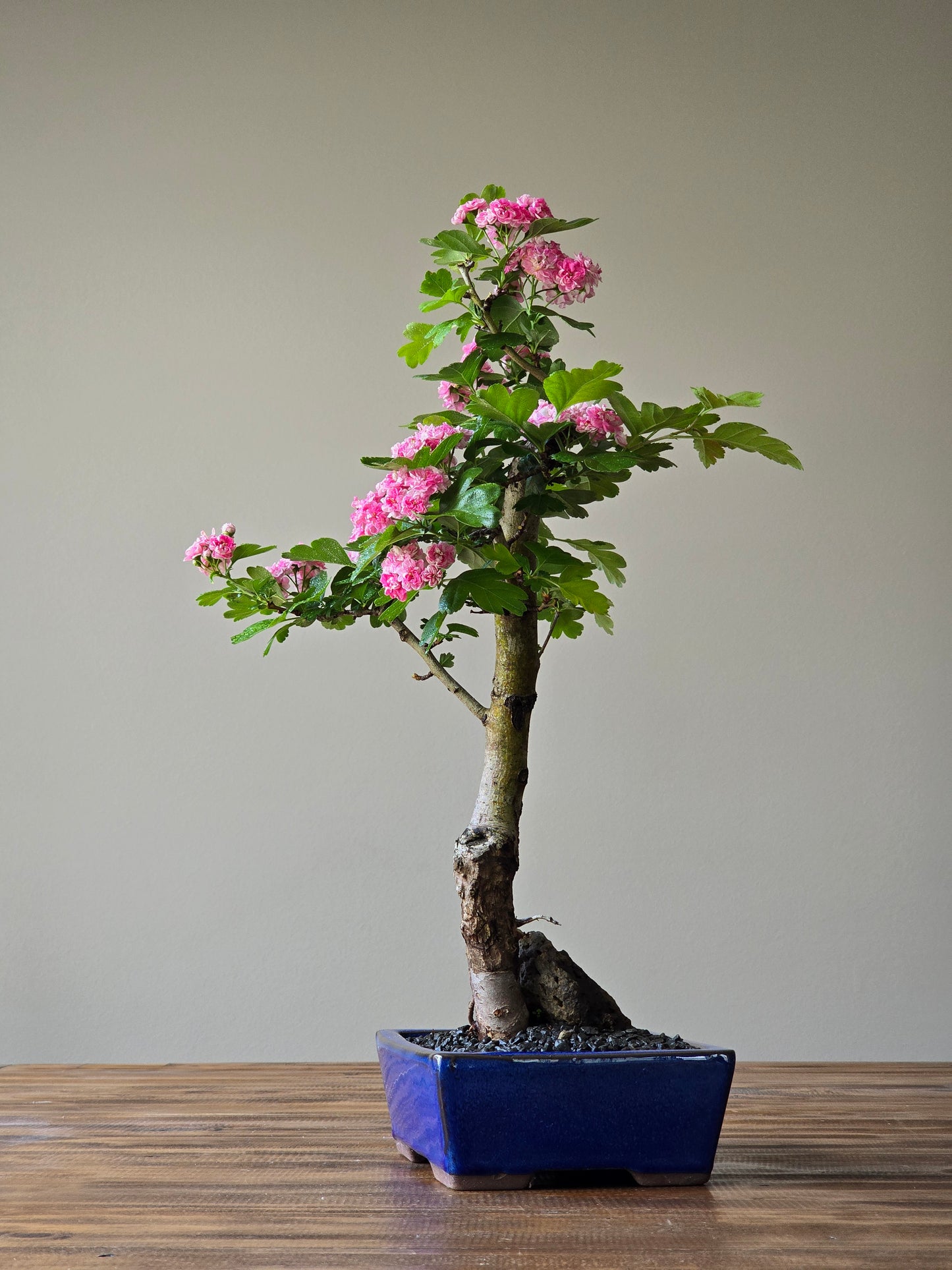 Japanese Hawthorn Bonsai 2