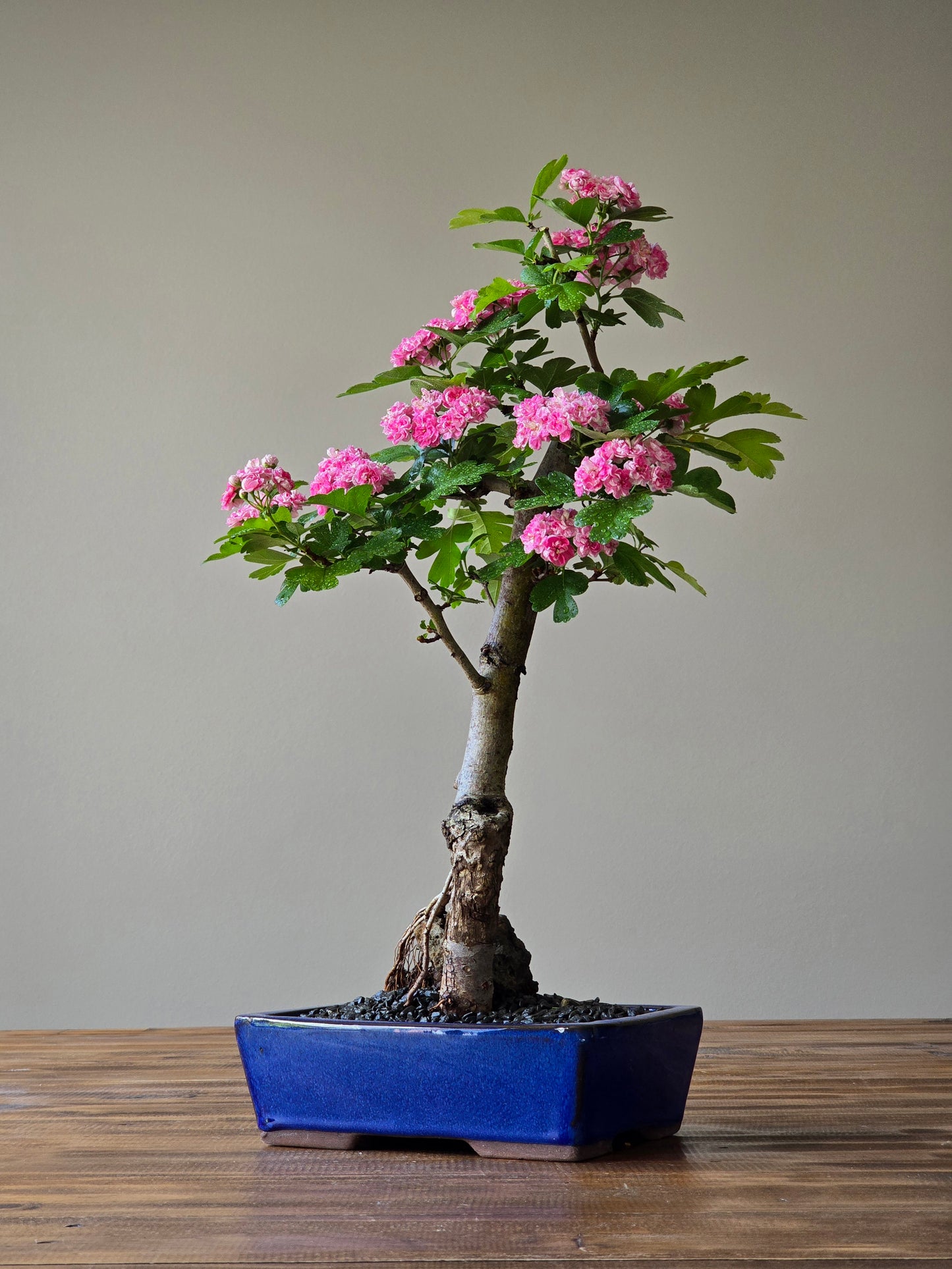 Japanese Hawthorn Bonsai 2