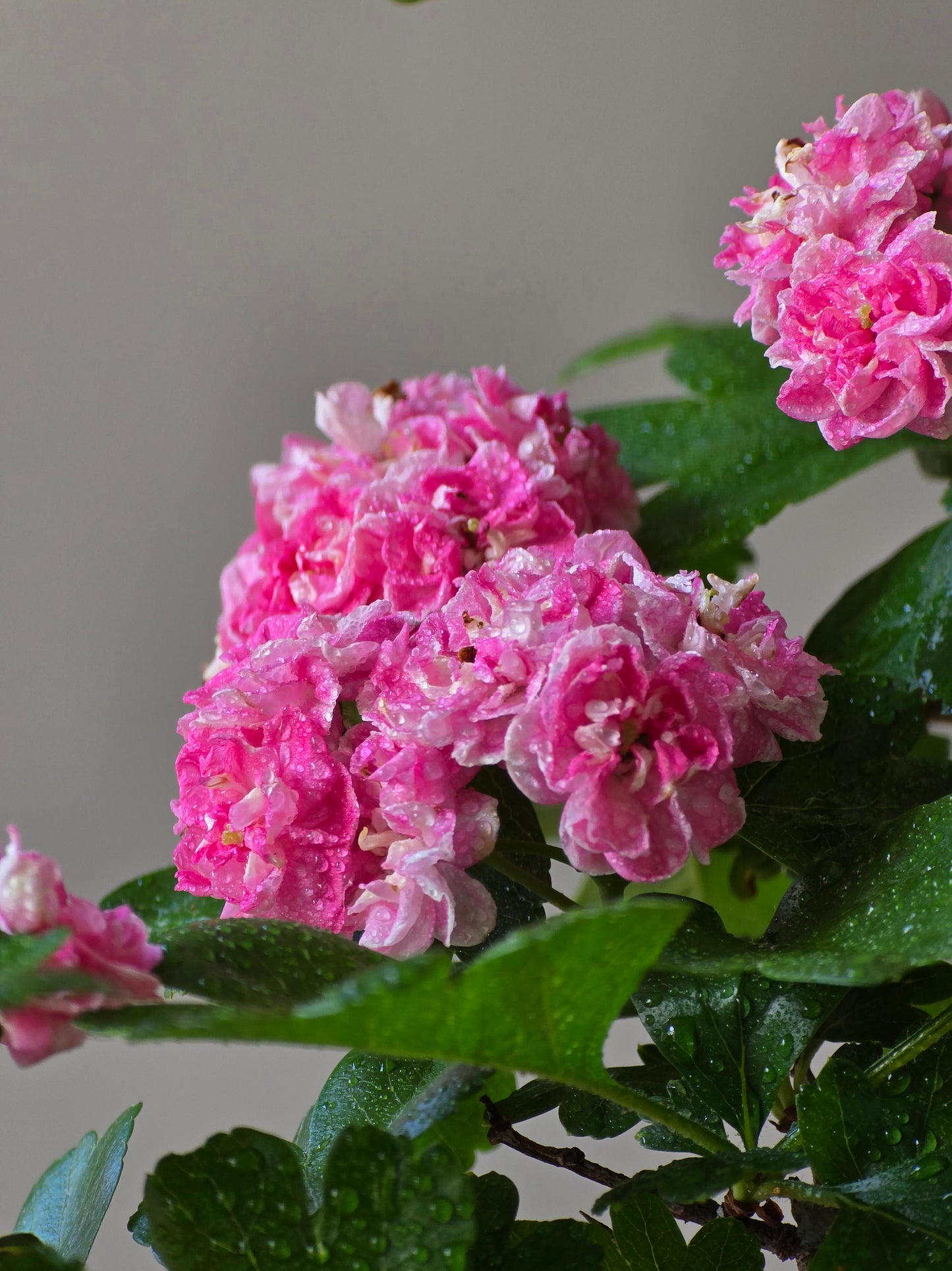 Japanese Hawthorn Bonsai 2