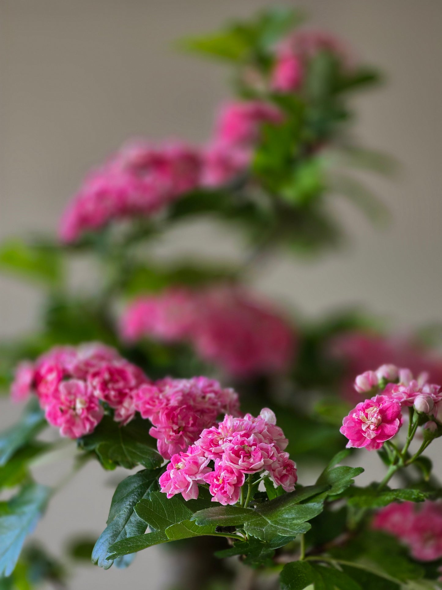 Japanese Hawthorn Bonsai 2