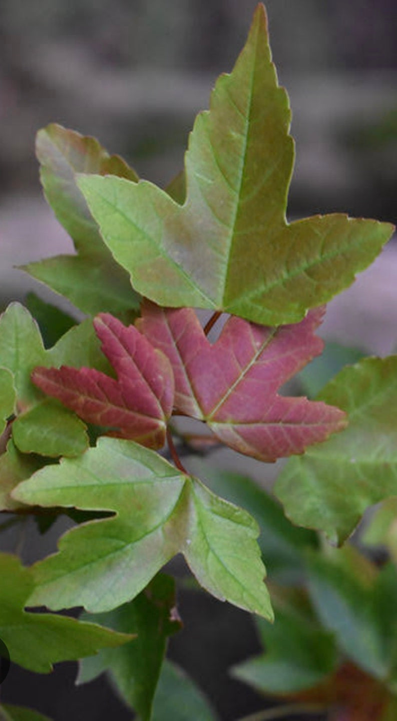 Trident Maple Bonsai #001