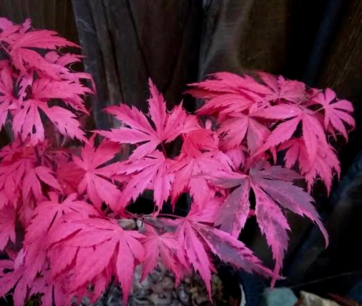 Rainbow Sister Japanese Maple Bonsai