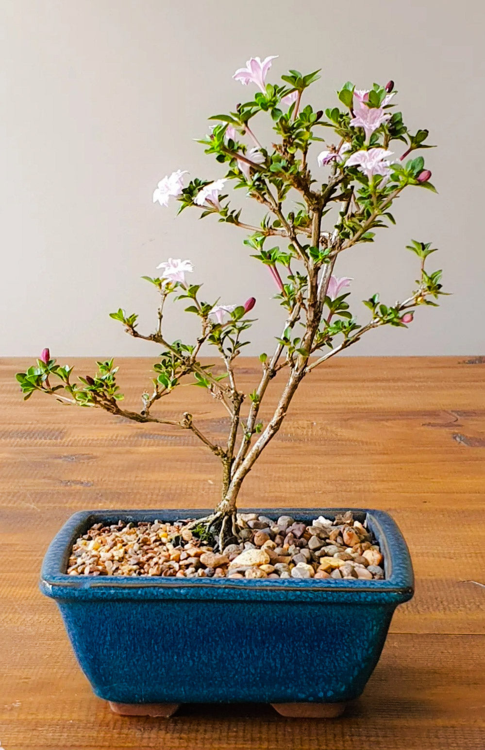 Serissa Bonsai Starter Gift Set