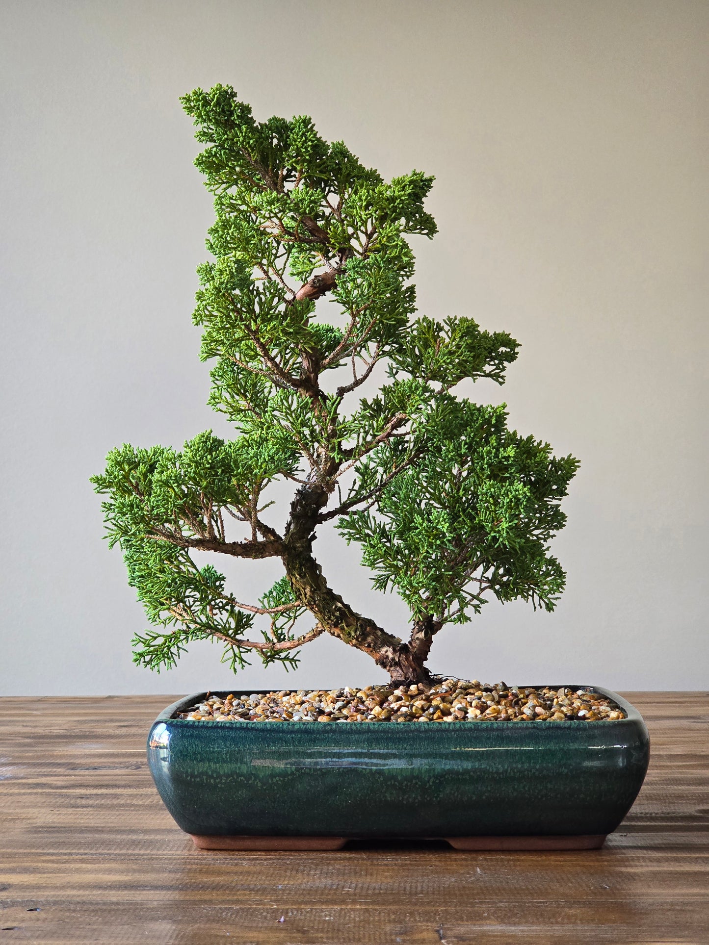 Shimpaku Juniper Bonsai