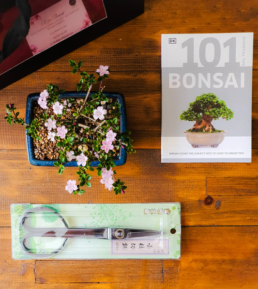 Serissa Bonsai Starter Gift Set